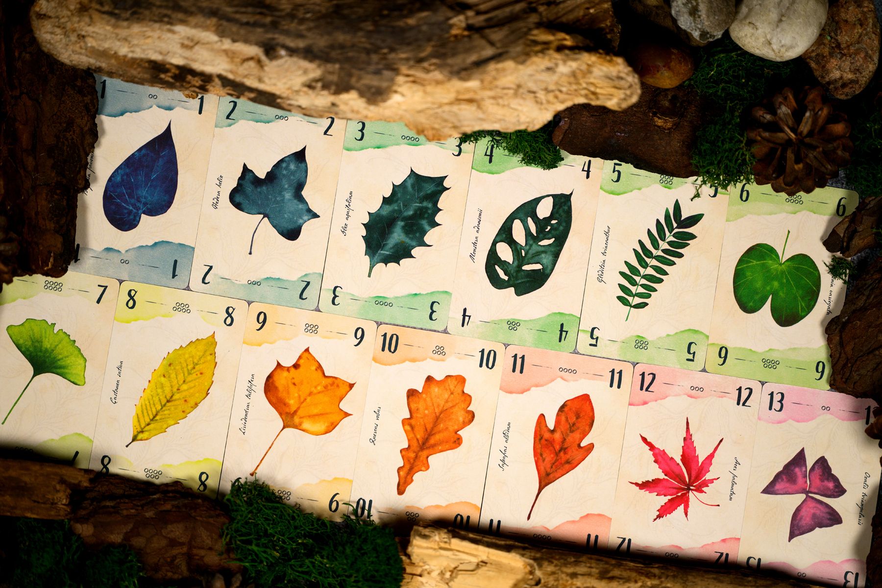 13 Leaves box and cards arranged on a table