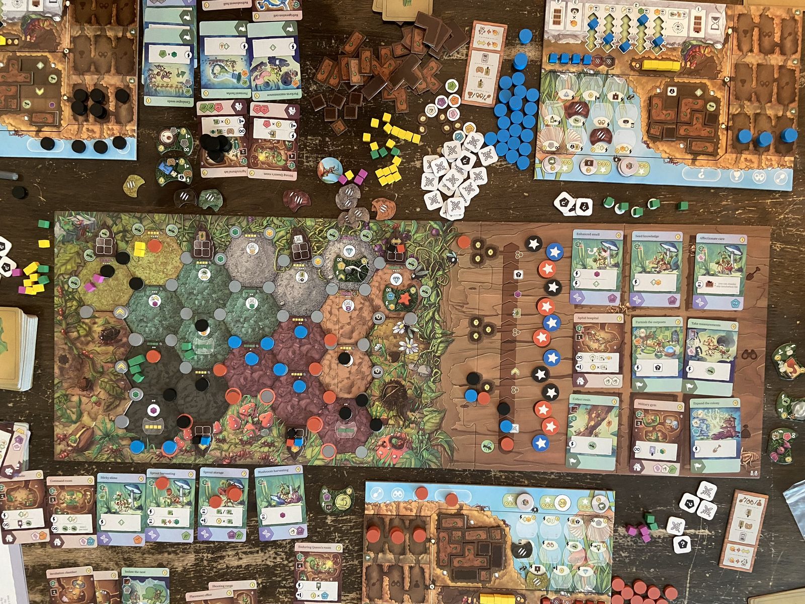 Ants board game in progress