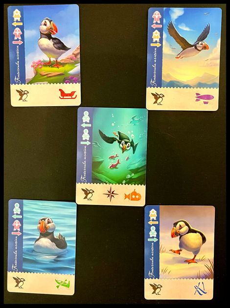Puffin artwork from Borealis Arctic Expeditions