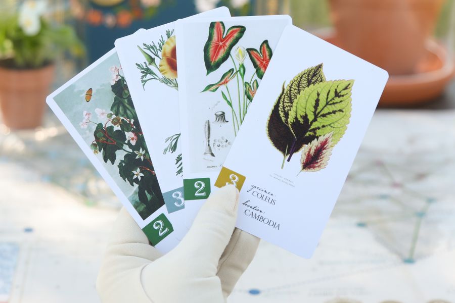 Botany flower cards and board game components