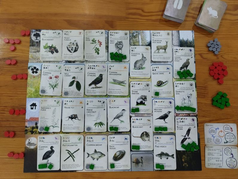 EcoLogic Europe solo ecosystem setup
