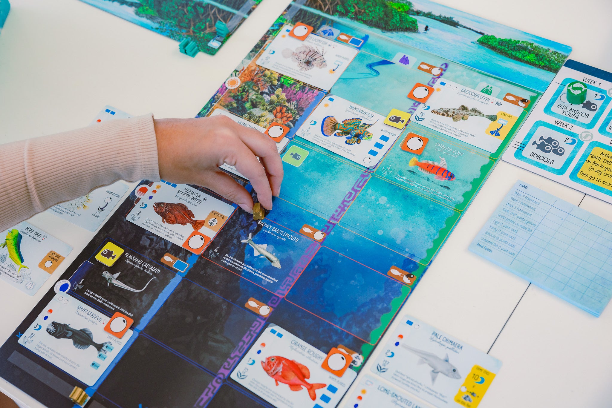 Finspan player ocean with fish cards and tokens