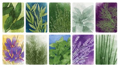 Herbaceous illustrated herb and container cards