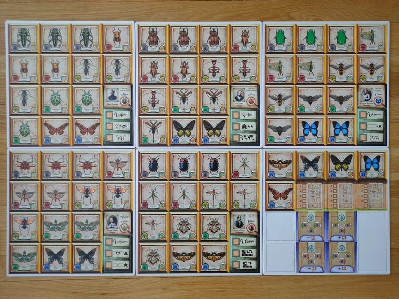 Insecta cards and player tableau detail