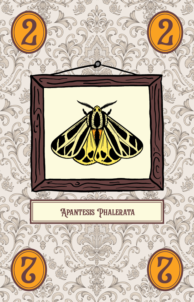 Lepidoptery moth playing card