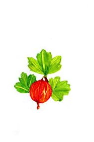 Gooseberry box art
