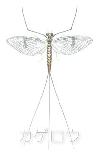 ???? (mayfly) box art