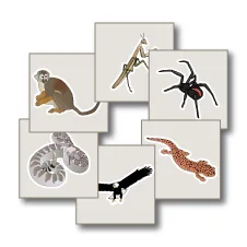 Dominant Species Animal displays.