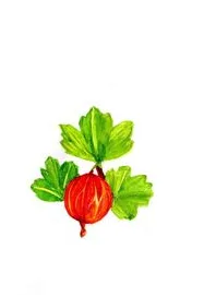 Gooseberry box art