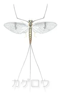 ???? (mayfly) box art